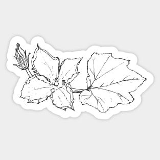 Zucchini Blossom Botanical Drawing Sticker